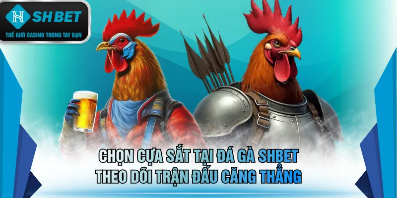 Chọn cựa sắt tại đá gà SHBET theo dõi trận đấu căng thẳng