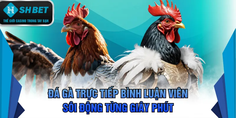 Đá gà trực tiếp bình luận viên