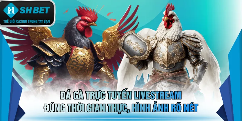 Đá gà trực tuyến livestream đúng thời gian thực, hình ảnh rõ nét